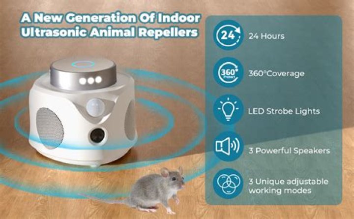 Pine-Sol: The Ultimate Mouse Deterrent? Uncover The Surprising Truth!