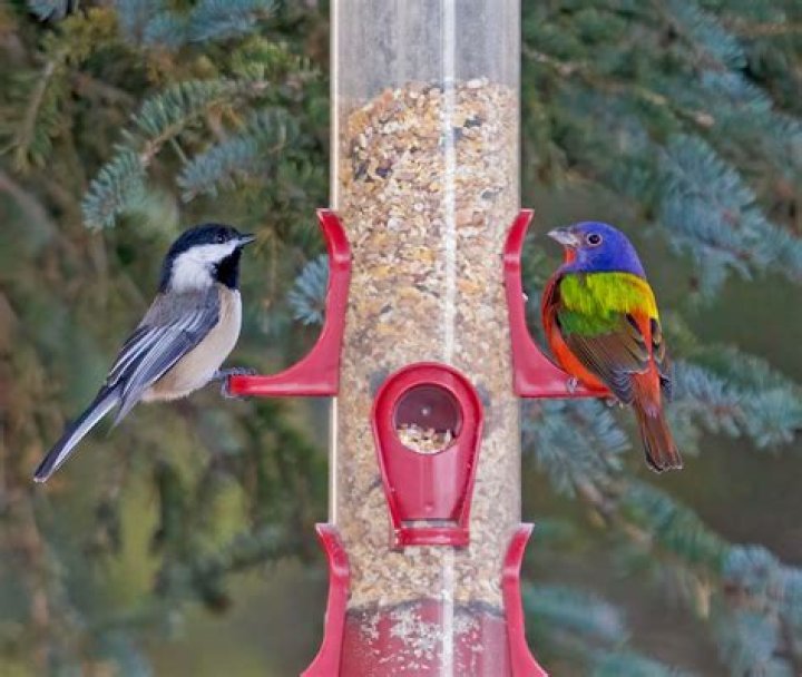 Put nectar at a bird's eye view. Good morning beautiful flowers, Good