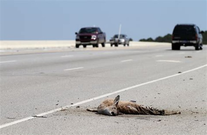 Roadkill's Mike Finnegan WikiBio, Net Worth, Wife, Married, Family