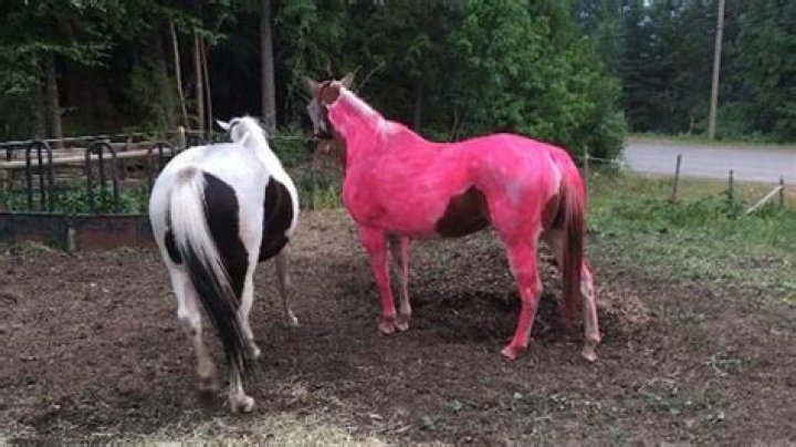 Rosy pink Mistakenly painted horse brings levity to B.C. wildfire