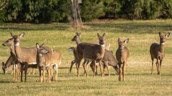 Second Week of Deer CampDa Yoopers YouTube