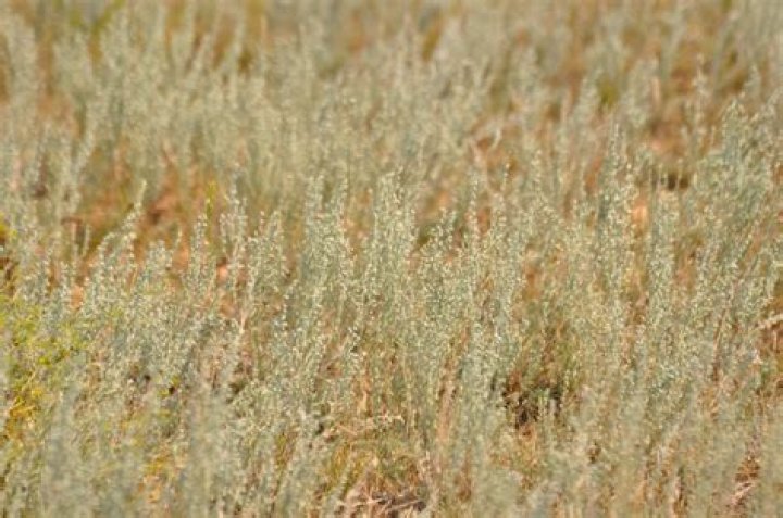 South Dakota Sage South Dakota Sage Pamela Schreckengost Flickr