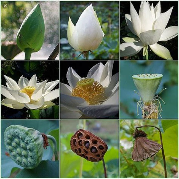Stages of a Lotus Flower Blooming at Kenilworth Aquatic Gardens — Todd