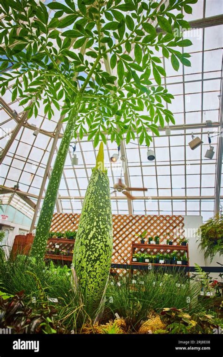 Tall Corpse Flower with Smaller Bud on Ground with Greenhouse and