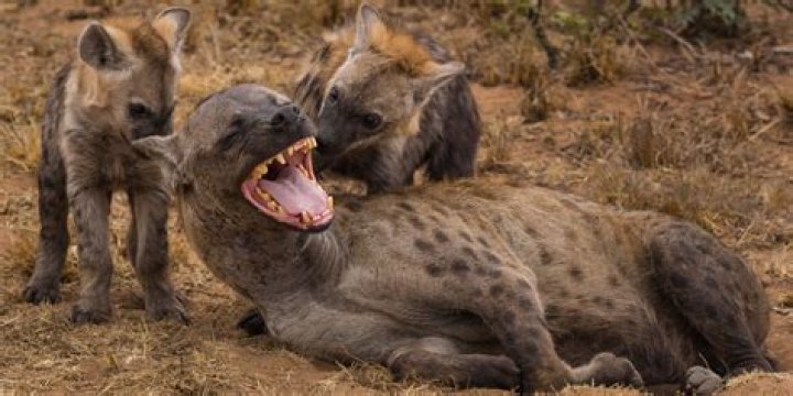 The Plural Of Hyena Things I Find Fascinating Presidential Nicknames