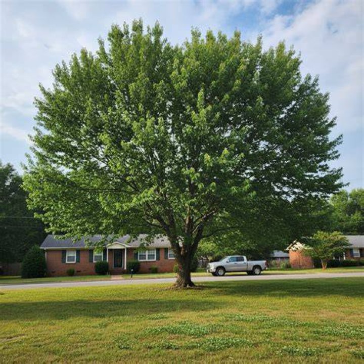 Tree Service in Huntsville, Al Ace Tree Service