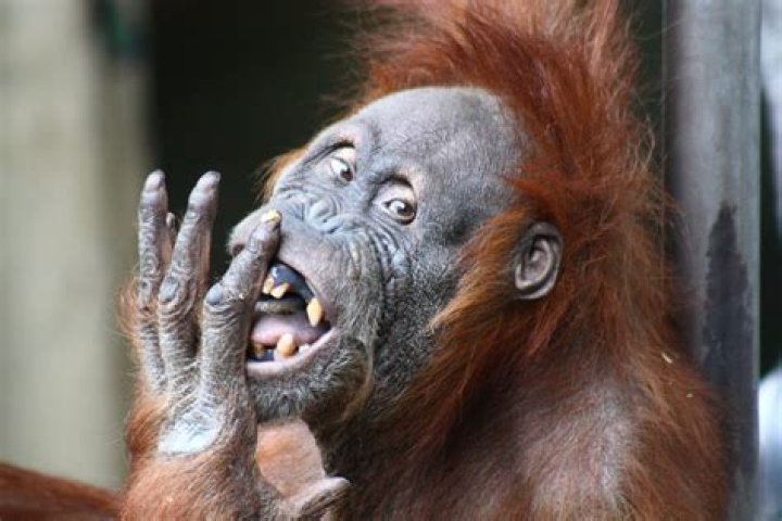 Ugly Monkey Wallpapers Wallpaper Cave