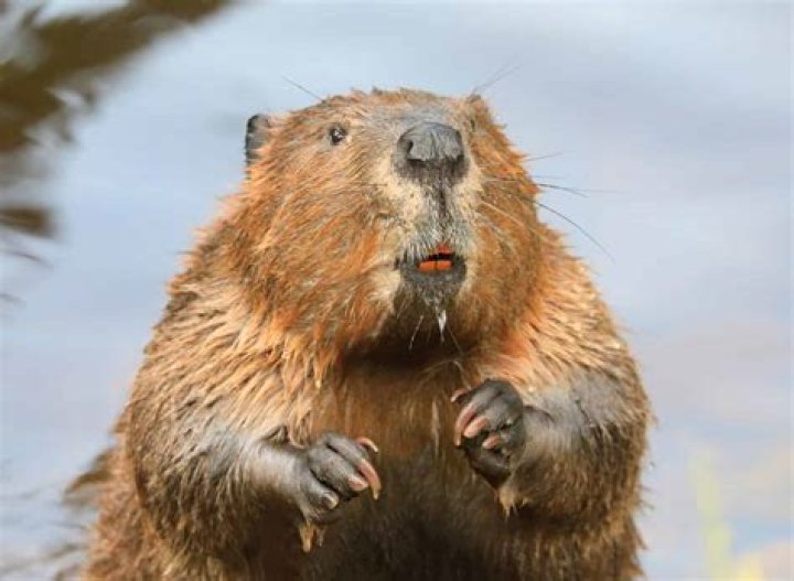 Uncover The Origins: How Beaver Got His Beloved Nickname