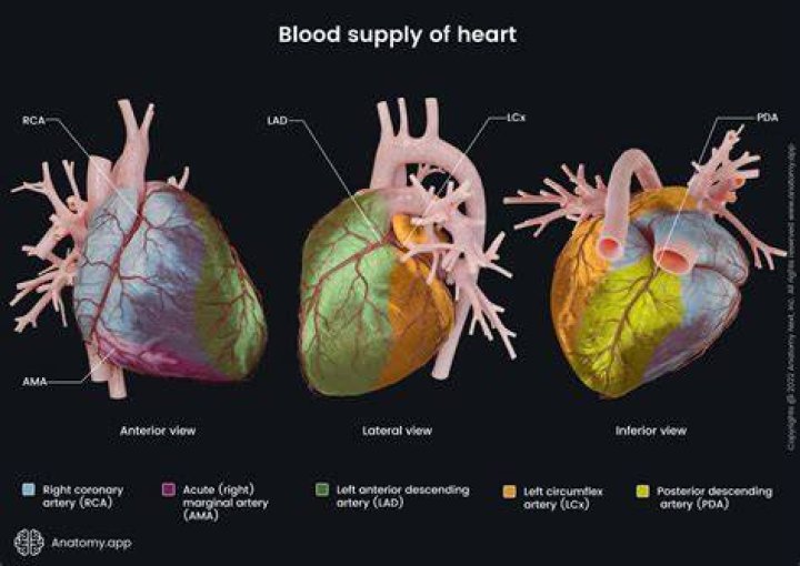 Unveiling The Heart Vs Check On Raya: Uncover Cultural Insights And Meaningful Connections
