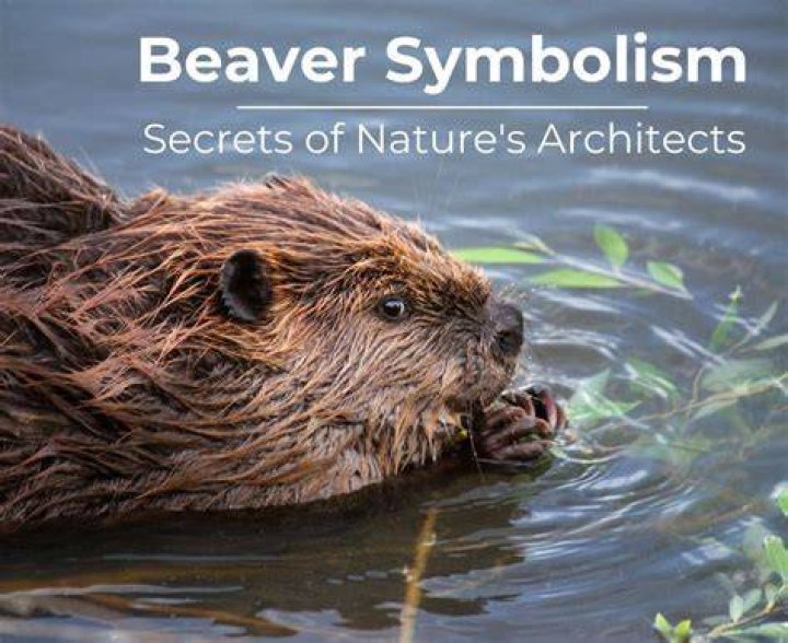 Unveiling The Secrets Of Beaver Nicknames: A Journey Into The World Of Beavers