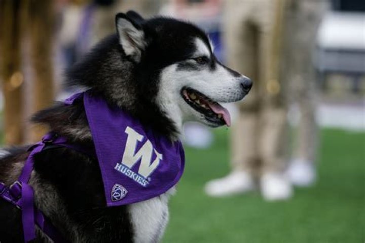 Washington Huskies Who Is Rome Odunze Girlfriend Alannah?