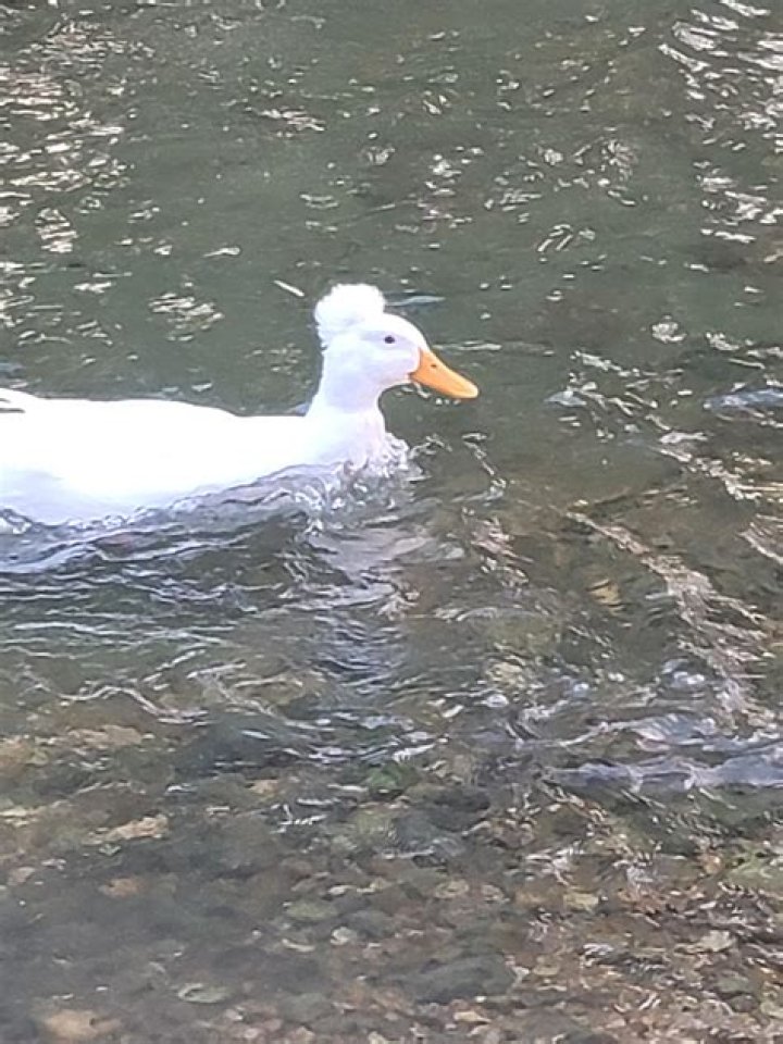 What Does the FBG Duck's Autopsy Report say About His Cause of Dea&dagger;h?