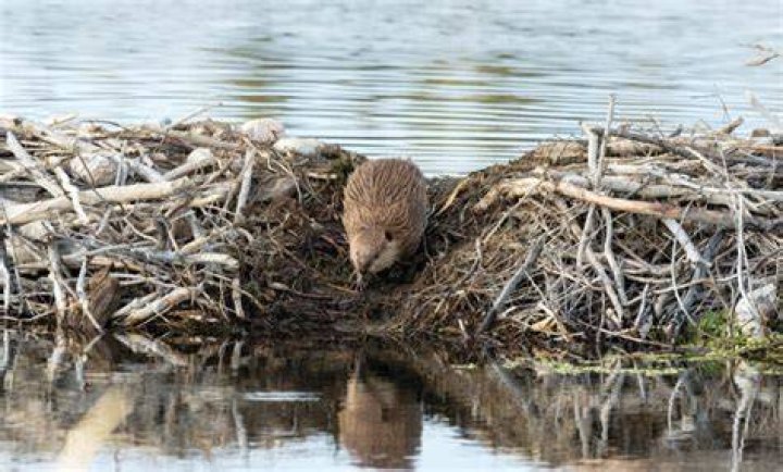 Why do beavers build dams? Mysterious behaviour explained as Exmoor