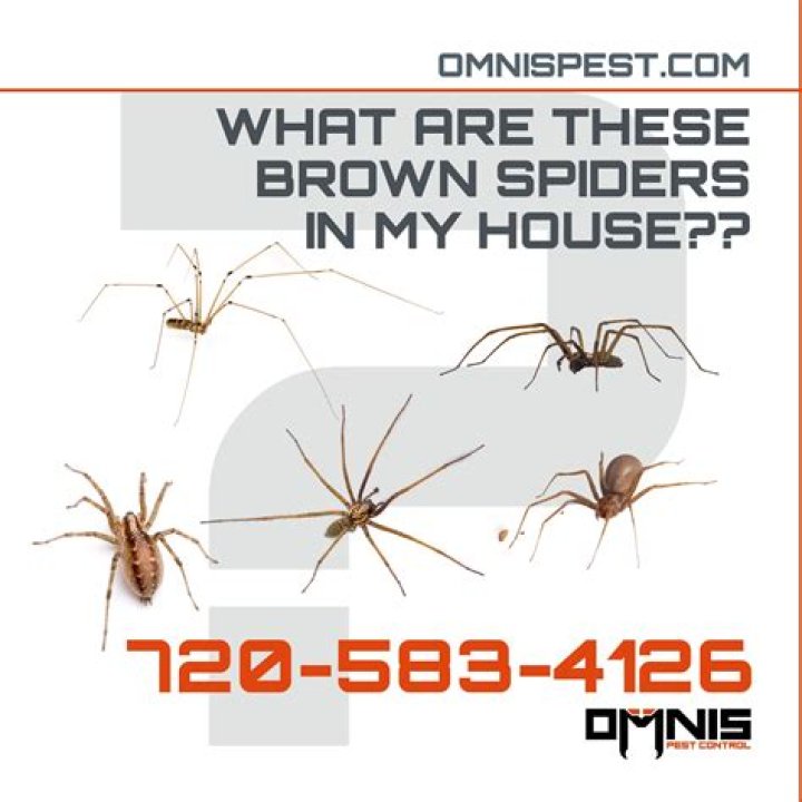 Why Spiders Do Not Stick to Their Own Sticky Web Sites Smithsonian